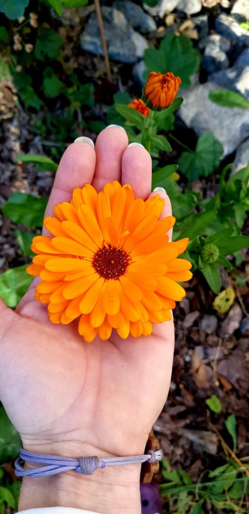 fleur de calendula